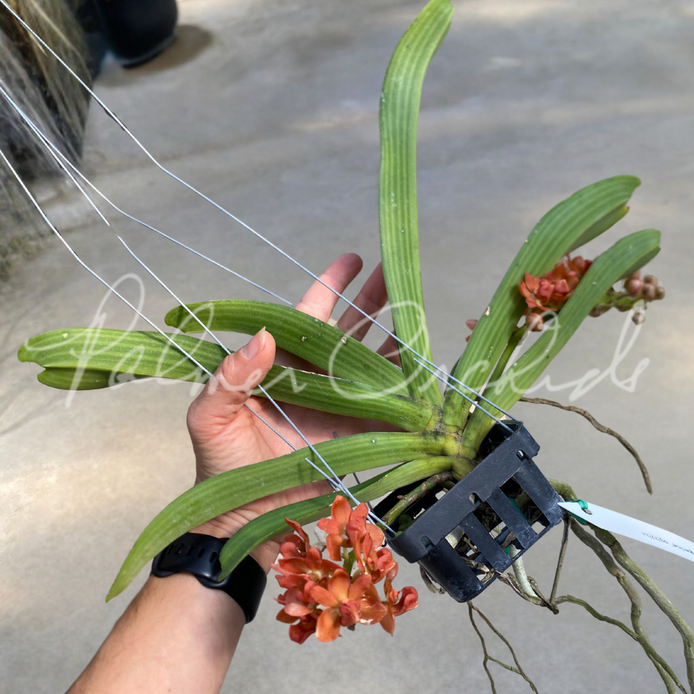 Rhynchostylis gigantea 'Super Tangerine' — Palmer Orchids